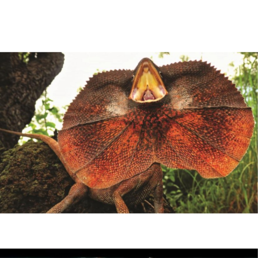 <p>name this animal</p>