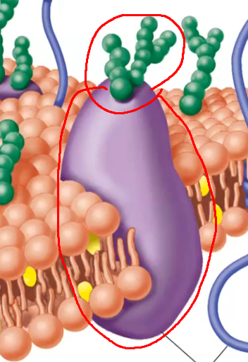 <p>A membrane protein with a sugar (carbohydrate) attachment.</p>