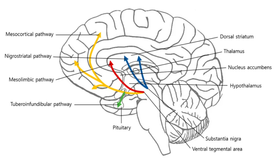 <p>nigrostriatal pathway, mesolimbic pathway, pituitary gland</p>