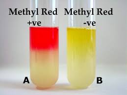 <p>Methyl red test</p>