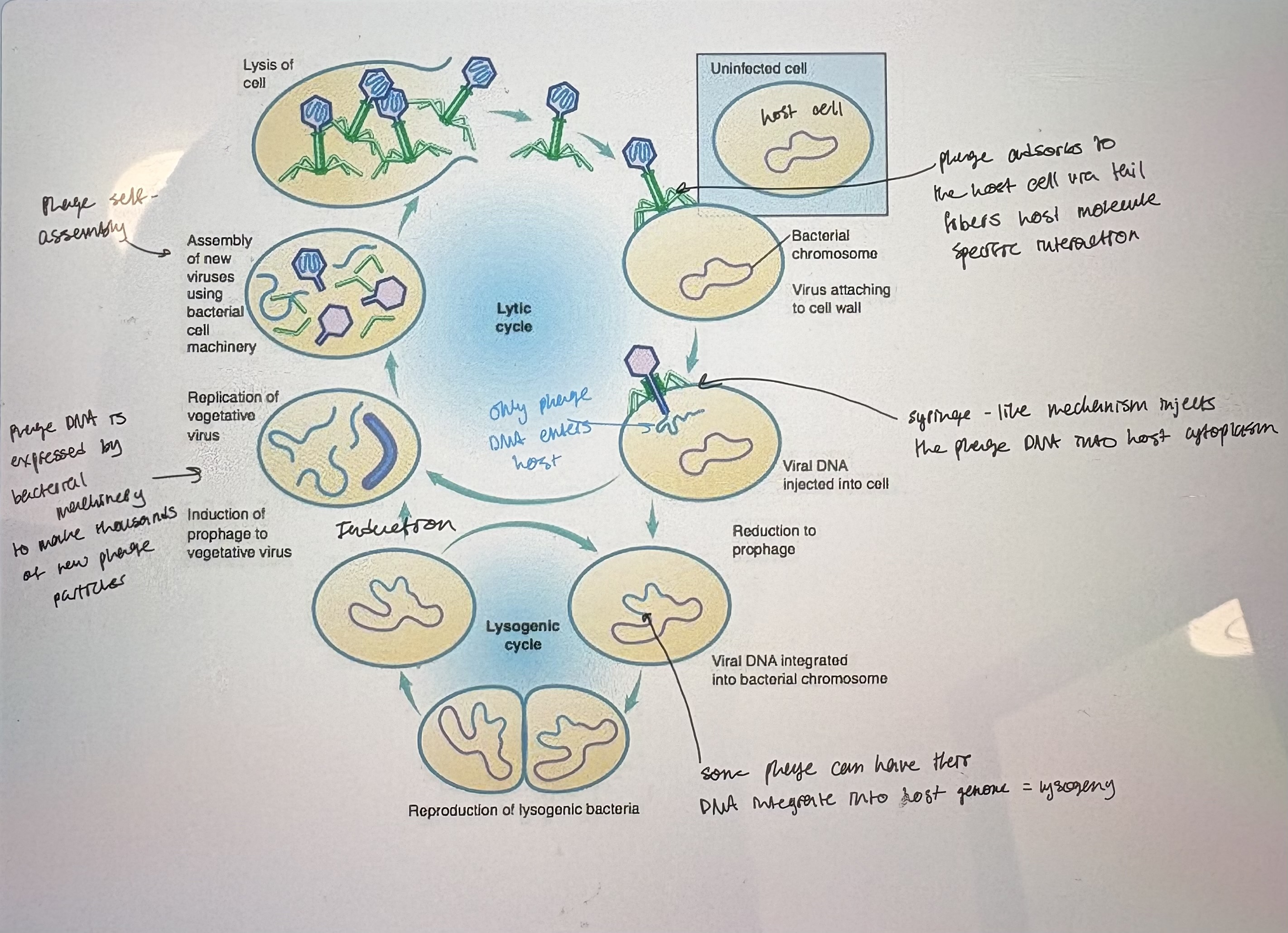 <p>- Bacteria “eaters”.</p><p>- Obligate bacterial parasites; viruses that only grow in actively metabolizing bacterial cells</p><p>- Considered non-living (not “organisms” but “particles”)</p><p>- Nucleic acids – DNA, RNA, single or double stranded, linear or circular</p><p>- Protein coat or capsid – two types</p><ul><li><p>Viruses that infect euks contain a lipid envelope around a proteinaceous capsid</p></li><li><p>Bacteriophages consist of just protein and DNA</p></li></ul><p>- No internal metabolism</p><div data-type="horizontalRule"><hr></div><p>- Lytic: phage infects bacterium, hijacks host cell resources, reproduces quickly &amp; lysis the cell to release phage progeny (see pic)</p><p>- Virulent phage; phage that can only undergo lytic growth</p><p>1) Adsorption: phage attached to specific receptors on the bacterial surface</p><ul><li><p>host cell can mutate so that they are no longer recognizd by phage tail fibers</p></li></ul><p>2) Passage of DNA from phage through bacterial cell wall; not fully understood how this happens</p><ul><li><p>neck/sheath of phage cell wall &amp; memb to inject DNa into host cell cytoplasm'</p></li></ul><p>3) Bacterium is turned into a ‘phage factory’…how?</p><ul><li><p>Ex of temporal gene regulation</p></li><li><p>Early genes: activated by bacterial gene expression machinery. Gene expression is initiated upon entry into cytoplasm. Include genes for viral DNA replication. Turn on late genes</p></li><li><p>Late genes: degrade bacterial DNA. Encodes structural genes for phage capsid.</p></li></ul><p>4) Phage particle assembly (aka morphogenesis)</p><ul><li><p>Phage capsid will spontaneously self assemble in bacterial cytoplasm. Based on protein-protein interactions.</p></li><li><p>dsDNA linear phage genome is stuffed into capsid by “headful packaging”</p></li></ul><p>5) Release of newly synthesized phage; requires host enzyme lysis</p><ul><li><p>Holin: late gene. Viral protein that disrupts host cytoplasmic memb</p></li><li><p>Lysozyme: degrades cell wall</p></li></ul><p>6) Forms plaques on bacterial lawn</p><ul><li><p>plaque: region of clearing on bacterial lawn due to lytic phage growth</p></li><li><p>Start w/ a thick lawn of densly growing host cell in order to culture phage.</p></li><li><p>add diluted phage lysate</p></li><li><p>each plaque represents a clonal expansion of a single phage thus can isolate a pure phage stock by selecting a single plaque</p></li><li><p># of plaques represents # of phage in inital lysate. Diff phage strains have diff plaque morphologies.</p></li></ul><p></p><p></p>