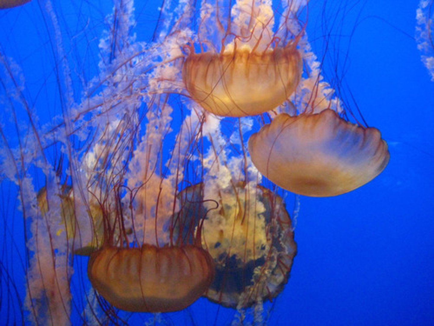 <p>Animals that don't have a backbone are called...</p>