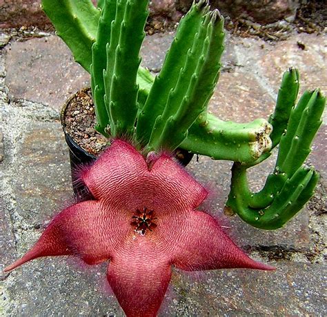 <p>Succulent stems (non cacti)</p>