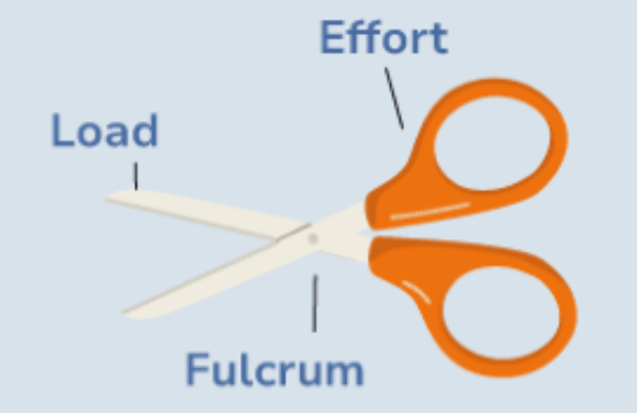 <p>1st class lever (scissors)</p>