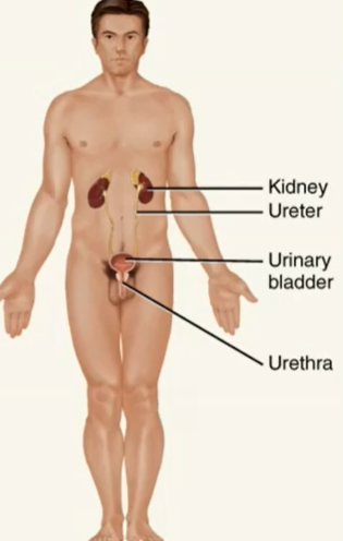 <p>produces, stores, and eliminates urine</p><p>eliminates wastes and regulates volume and chemical composition of blood</p><p>helps maintain the acid-base balance of body fluids</p><p>maintains body mineral balance</p><p>helps regulate production of reed blood cells</p><p></p><p>the urinary system works with the cardiovascular system and respiratory system to maintain acid-base balance in body fluids</p>