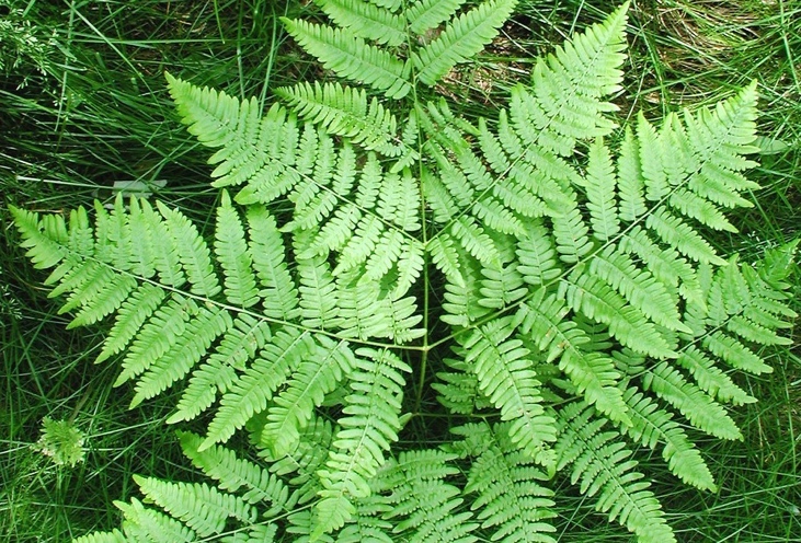 <p>Orlova praprot-Pteridium aquilinum</p>