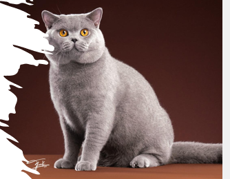 <p>Medium to large, stocky, sturdy, plush, quite, social, broad chest </p><p>15-20 years </p>