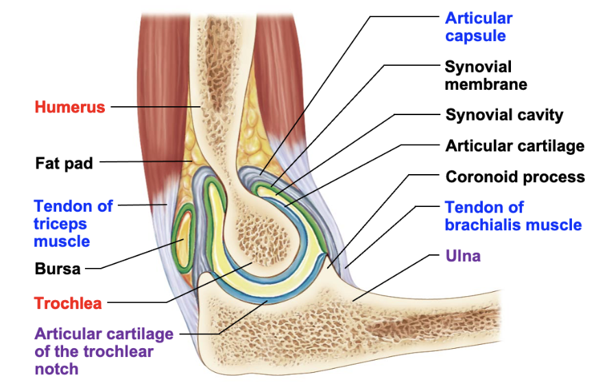 <p>humeroulnar joint features</p>