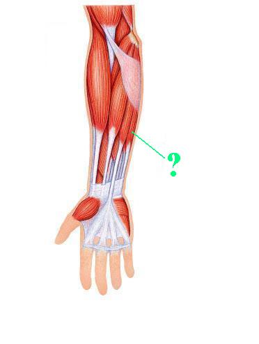 <p>Identify the indicated muscle</p>