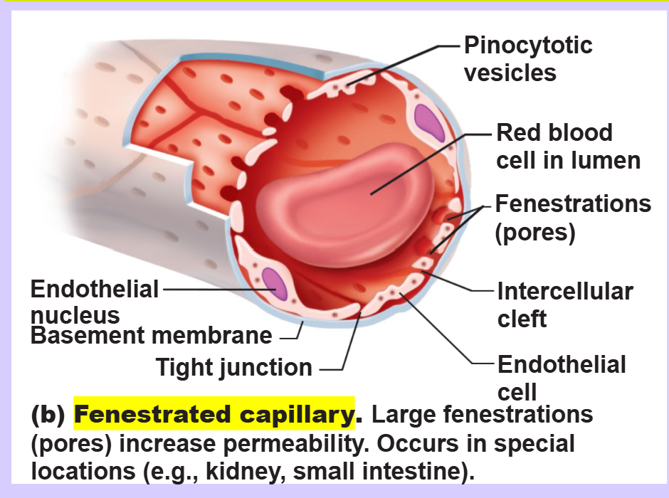 <p>fenestrated capillaries</p>