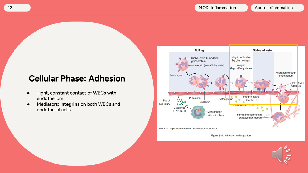 <p><span>After </span><strong>rolling</strong><span>, the WBC needs to </span><strong>stop completely</strong><span> so it can leave the blood vessel and enter the tissue.</span></p><p><span>Adhesion is the second step of leukocyte recruitment, where activated<strong> integrins</strong> on WBCs bind tightly to ICAM-1 and VCAM-1 on endothelial cells, causing the leukocyte to stop and prepare to exit the bloodstream. </span></p>