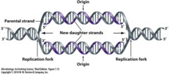 <p>Replication is _____</p><p>-Start at a fixed origin and progress in opposite directions</p>
