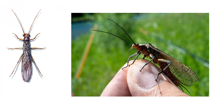 <p>What is the name of this bug </p>