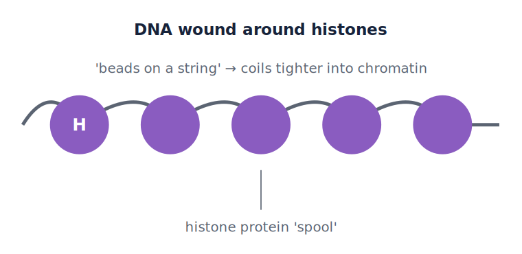 <p>Histones</p>