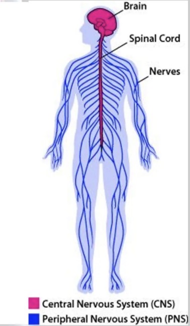 <ol><li><p>Central nervous system (CNS)</p></li><li><p>Peripheral nervous system (PNS)</p></li></ol><p></p>