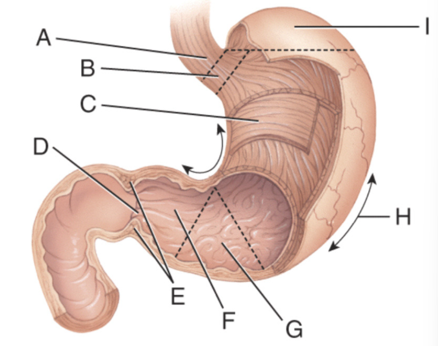 <p>What is line I pointing to?</p><p>a) Greater curvature </p><p>b) Lesser curvature </p><p>c) Body</p><p>d) Fundus</p><p>e) Cardia</p>