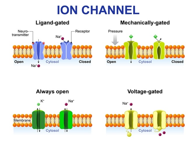 <p>non-gated vs gated membrane channels </p>