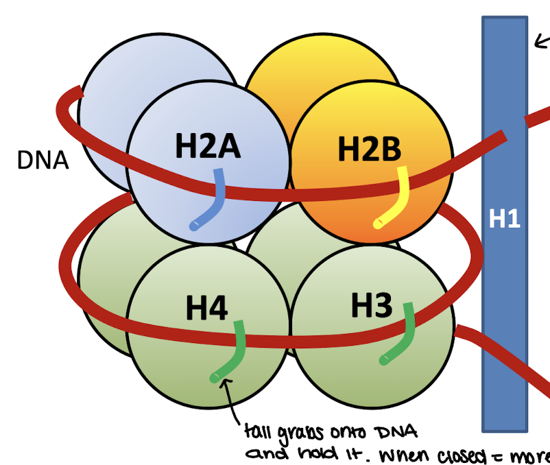 <p>simplest packaging structure of all eukaryotic chromatin</p><p>localized areas of transcription</p><p>DNA wrapped around histone</p><p>8 proteins</p>