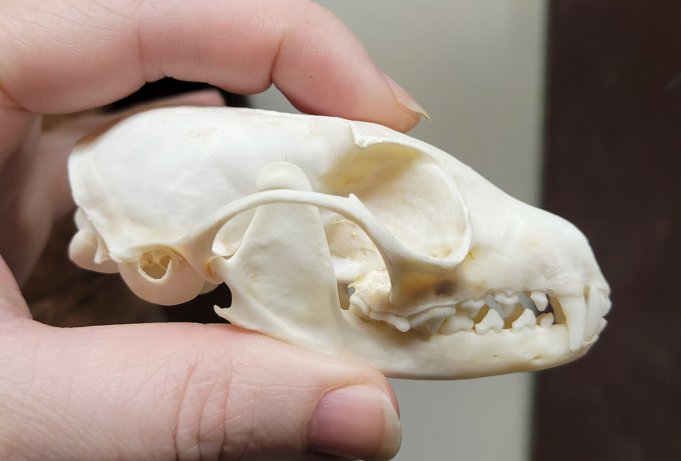 <p><strong>Feet:</strong> semiplantigrade to digitigrade, 5-5, diagonal walker/climber gait.</p><p><strong>Teeth:</strong> 3/3, 1/1, <strong>4/4, 2/2</strong>, <strong>carnassial pair present</strong>.</p><p><strong>Skull:</strong> small and slender, elongated rostrum, narrow face, oval skull. <strong>Alisphenoid canal present.</strong></p>