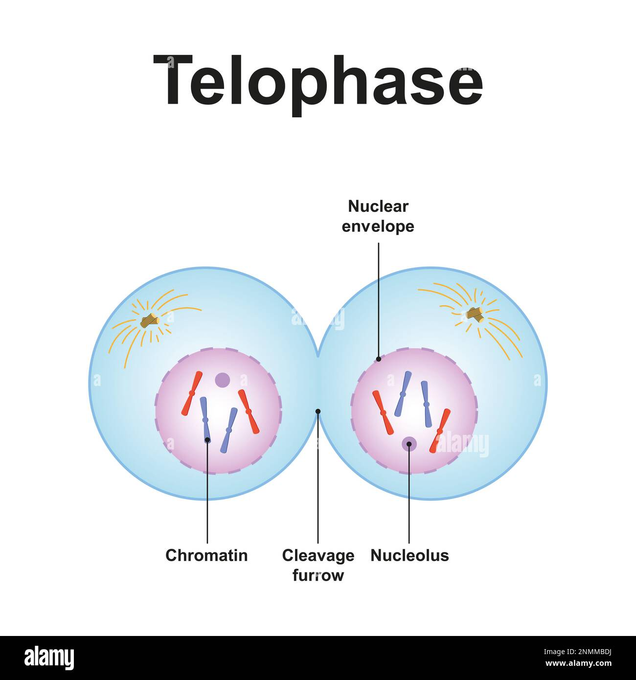 <p>Chromosomes decondense, nuclear membranes reform around each set of chromosomes at opposite poles.</p>