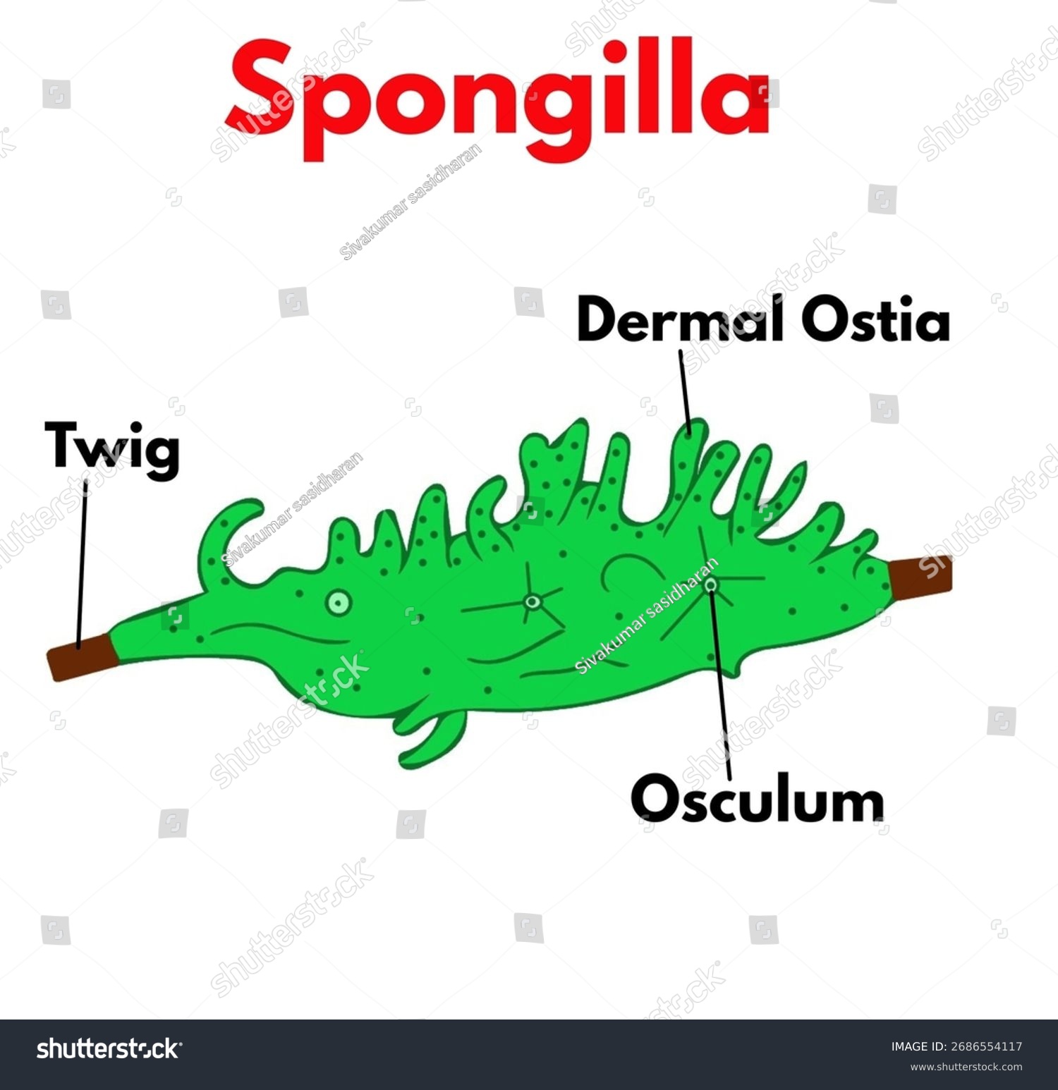 <p>Spongilla</p>