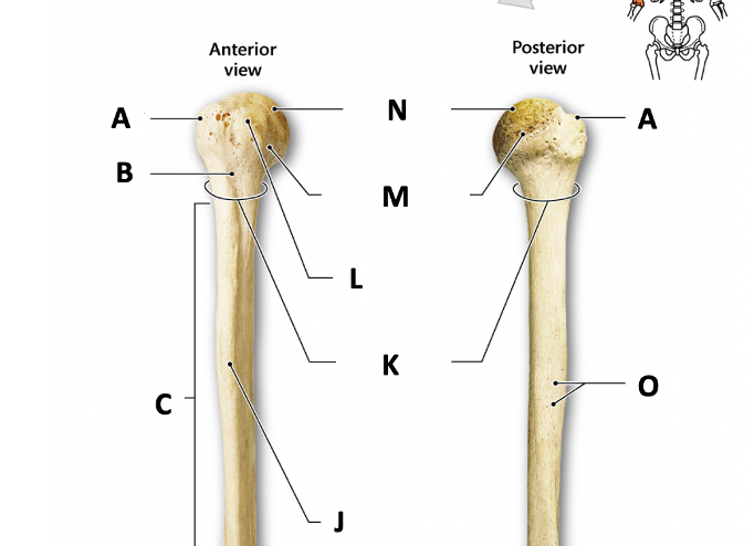 <p>Identify structure A</p>