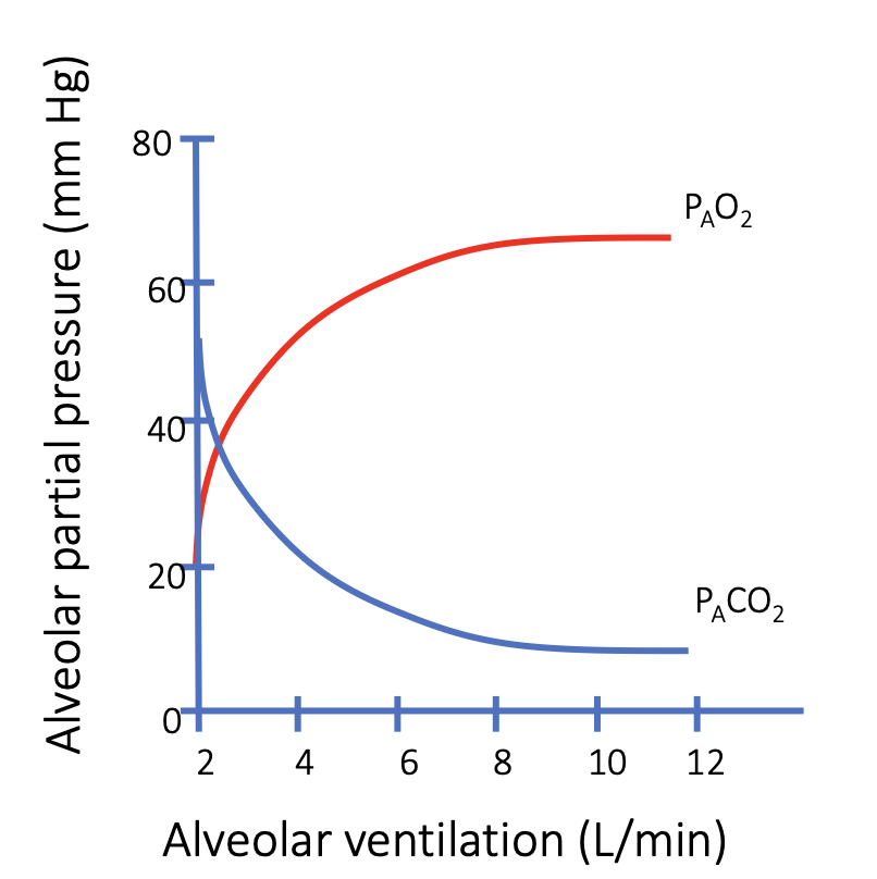 <p>What happens to alveolar PO₂ as ventilation increases?</p>