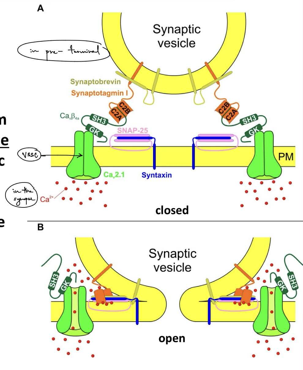 <p>Ca2+ influx (via <strong>VSCCs </strong>aka VG-Ca2+ channels ← which have multiple pore-forming &amp; accessory subunits)</p><ul><li><p>VSCCs are <u>clustered next to the docked vesicles at the “active zone” (aka clustered closer to the synapse)</u></p><ul><li><p>b/c for fast NT release by the AP (aka once the AP reaches the pre- terminal)</p></li></ul></li></ul><p>___</p><p><strong>SNARE complex</strong> — <u>regulates fusion b/w the vesicle membrane &amp; plasma membrane</u>, that will f<u>orm a fusion pore</u> when fused into a single, fused membrane</p><p>-vesicle membrane:</p><ul><li><p>synaptobrevin (VAMP)</p></li><li><p>synaptotagmin</p></li></ul><p>-plasma membrane:</p><ul><li><p>SNAP-25</p></li><li><p>syntaxin</p></li></ul><p>_</p><p>synaptic vesicles consist of:</p><ul><li><p><u>synapto</u>tagmin</p></li><li><p><u>synapto</u>brevin</p></li><li><p><strong><u>V-ATPase</u></strong></p></li></ul><ul><li><p><strong><u>vesicular NT transporter</u></strong></p></li></ul><p></p>
