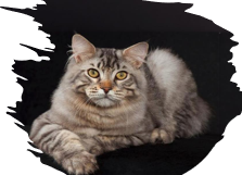 <p>Medium to large, athletic, muscular, powerful, gentle, loving, interactive </p><p>13-18 years </p>