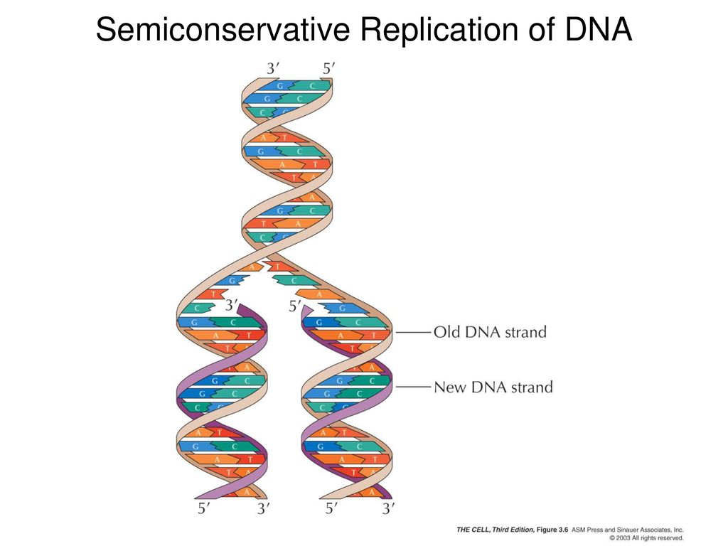 <p>DNA is semi conservative meaning…</p>