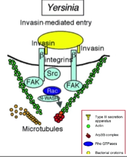 <ul><li><p>Yersinia</p><ul><li><p><strong>Stap 1: Binding aan de integrinereceptor</strong><br>• <strong>Wat er gebeurt:</strong> <em>Yersinia</em> heeft een eiwit op zijn buitenkant dat <strong>invasine</strong> heet. Dit eiwit bindt super strak aan de <strong>$\beta$-keten van integrinereceptoren</strong> op het oppervlak van de gastheercel.<br>• <strong>De truc van de bacterie:</strong> Normaal gesproken gebruikt de cel deze integrines om zich stevig vast te zetten aan de buitenwereld, de extracellulaire matrix (E-matrix). <em>Yersinia</em> misbruikt deze 'ankerplaats' dus als landingsbaan.</p></li><li><p><strong>Stap 2: Het alarmsignaal en actinebouw</strong><br>• <strong>Wat er gebeurt:</strong> Doordat invasine aan de integrines bindt, worden die receptoren massaal naar elkaar toe getrokken (<em>clustering</em>). Dit activeert een kettingreactie van enzymen die fosfaatgroepen plakken op specifieke aminozuren (<strong>Tyrosine-phosphorylation events</strong>).<br>• <strong>De moleculaire cascade:</strong> Dit activeert exact de domino-steentjes die we net zagen: <strong>FAK</strong>, <strong>Src</strong> en de Rho-GTPase <strong>Rac</strong>. Rac geeft het signaal door aan <strong>N-WASP</strong>, en die zet de bouwmachine (het ARP2/3-complex) aan het werk om massaal <strong>actine te polymeriseren</strong> (<em>actin polymerization</em>).</p></li><li><p><strong>Stap 3: Reorganisatie en opsluiting</strong><br>• <strong>Wat er gebeurt:</strong> Door al die nieuwe actine-steunbalken verandert de vorm van de cel lokaal compleet (<strong>rearrangement cytoskeleton</strong>). Het celmembraan begint zich als een ritssluiting om de bacterie heen te vouwen (<strong>membrane traffic</strong>).<br>• <strong>De ontknoping:</strong> De randen van het membraan smelten samen: de 'beker' sluit zich (<strong>closure phagocytic cup</strong>). <em>Yersinia</em> zit nu veilig opgesloten in een blaasje binnen in de gastheercel.</p></li></ul></li></ul><p></p>