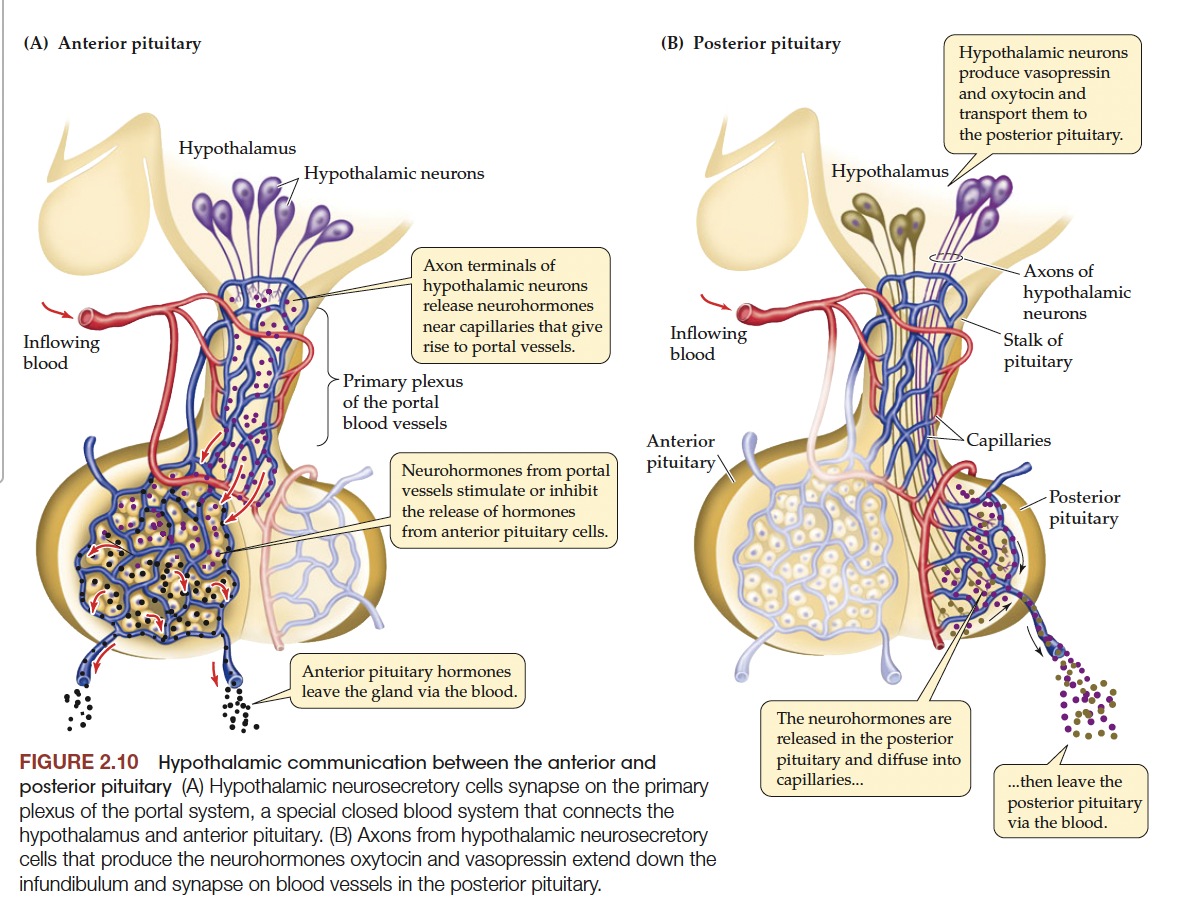 <p><strong>Definitie</strong></p><p>Hormoon geproduceerd door een neuron.</p><p><strong>Voorbeelden</strong></p><ul><li><p>Oxytocin</p></li><li><p>Vasopressin<br></p></li></ul><p>Kernzin</p><p><strong>Een neurohormoon is een hormoon afkomstig van zenuwcellen.</strong></p>
