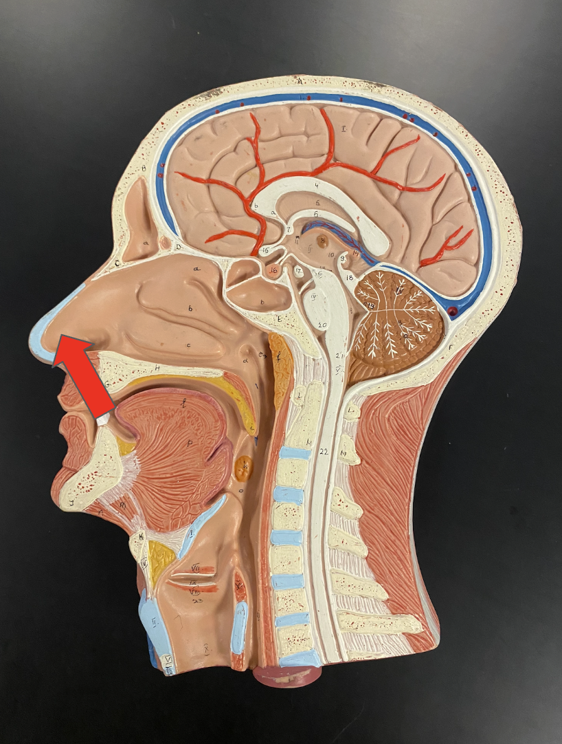 <p>Identify the area highlighted</p>