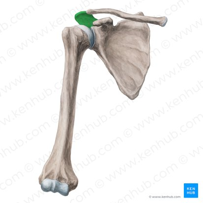 <p>Acromion</p>