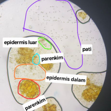 <p>Biji Kola — Cola acuminata — Colae sem</p>