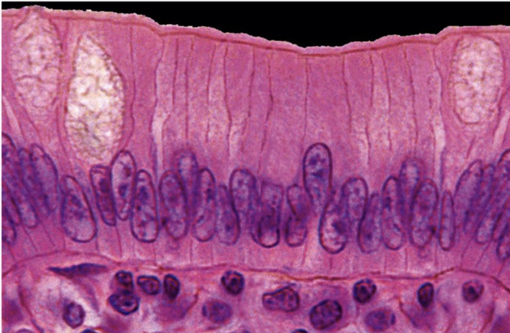 <p>identify the following tissue </p>