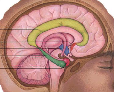 <p>What are tyhe structure sof the limbic system?</p>
