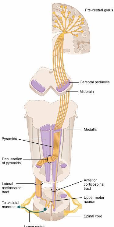 <p>What is a Lower motor neuron (LMN) and where does it connect?</p>