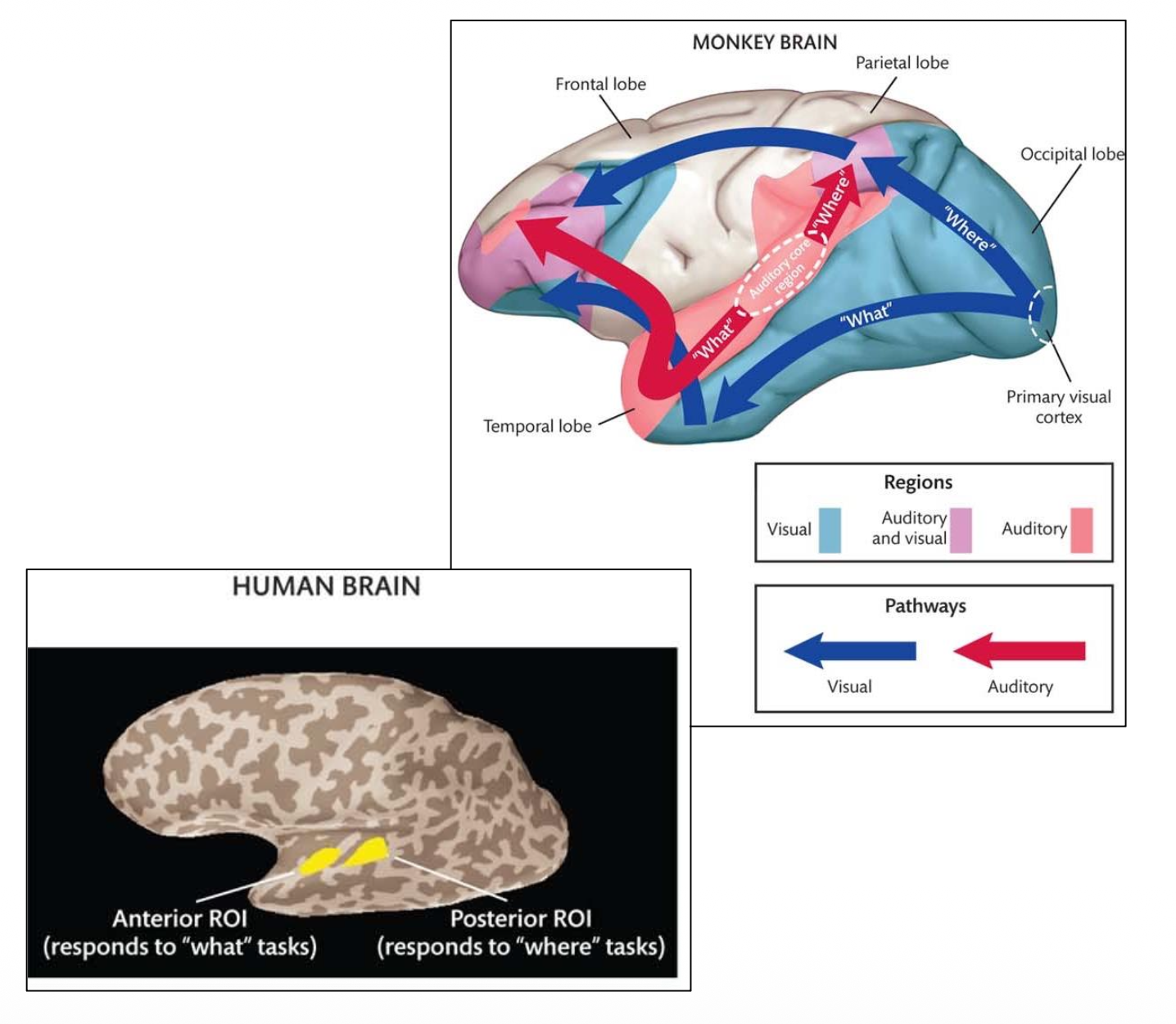 <p><u>Parabelt: Multisenory Integration into What / Where</u></p><p><u>“What” &amp; “Where” Regions </u></p><p>Like vision, hearing splits into “what” &amp; “where” streams – in humans and monkeys – in <u>Parabelt/Belt</u>.</p><p class="p2"><span style="color: rgb(250, 147, 147);">• Anterior Auditory Regions: ? [<u>where/what</u>]</span></p><p class="p2"><span style="color: rgb(13, 249, 7);">• Posterior Auditory Regions: ? [<u>where/what</u>]</span></p>
