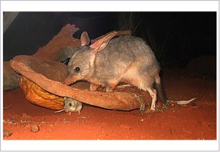 <p>What is the subclass of the animal shown?</p>