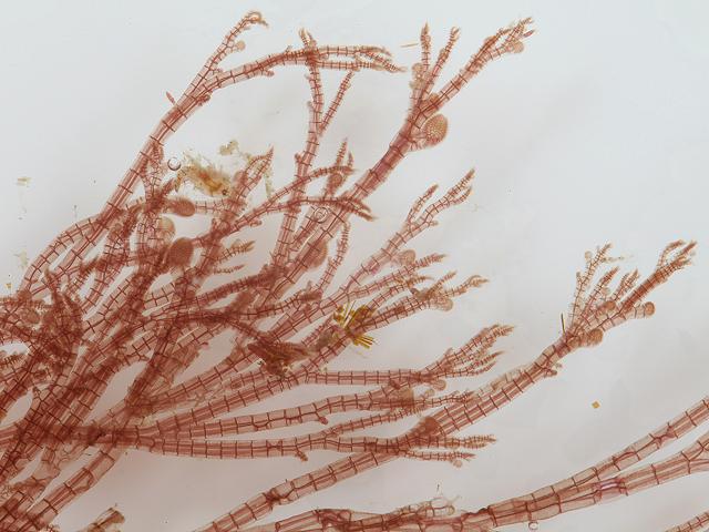 <p>Polysiphonia harveyi </p>