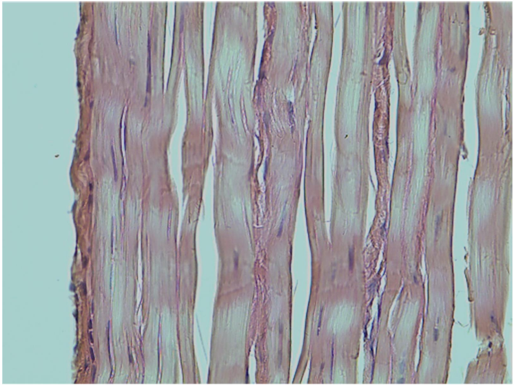 <p>what tissue is this?</p>