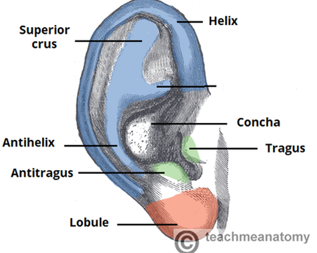 <p>label missing part</p>