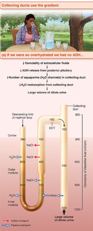 <ul><li><p>filtrate becomes overhydrated</p></li><li><p>Collecting duct walls remain <strong>impermeable </strong>to water</p><ul><li><p>due to No aquaporin-2 channels inserted by ADH</p></li></ul></li><li><p>Dilute filtrate passes through the medullary gradient without equilibrating</p></li><li><p>Result: large volume of dilute urine (~100 mOsm)</p><ul><li><p>Theoretically up to 20 L/day</p></li></ul></li></ul><p></p>