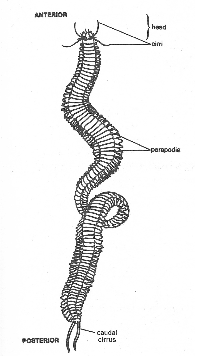 <p><span data-name="feather" data-type="emoji">🪶</span> Body</p><ul><li><p><strong>Segments</strong></p><ul><li><p>Function: repeated units → efficient movement</p></li></ul></li><li><p><strong>Parapodia</strong></p><ul><li><p>Function:</p><ul><li><p>locomotion</p></li><li><p>gas exchange (acts like gills)</p></li></ul></li></ul></li><li><p><strong>Chaetae (setae)</strong></p><ul><li><p>Function:</p><ul><li><p>grip substrate</p></li><li><p>traction for crawling</p></li></ul></li></ul></li></ul><p></p>