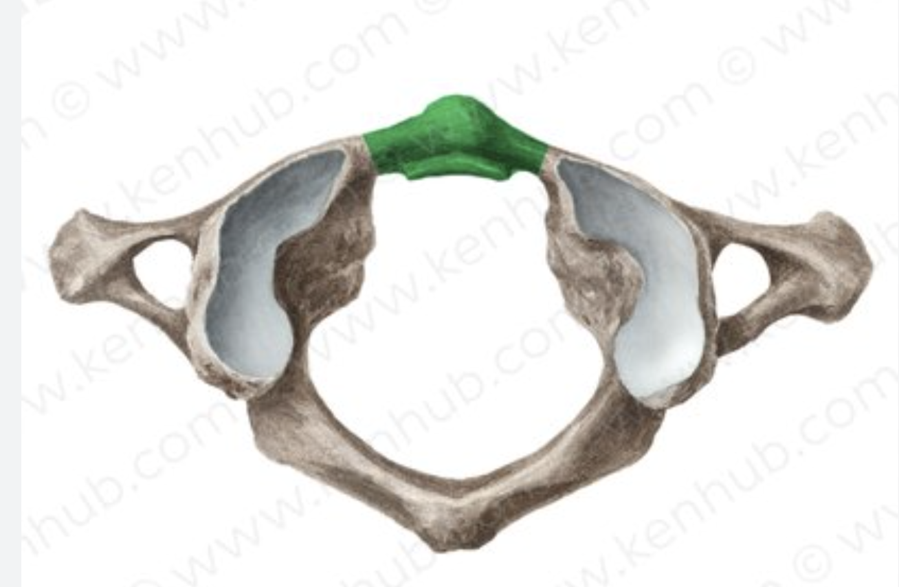 <p>What vertebrae is this?</p>