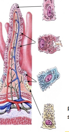 <p>Microvilli (absorptive); Goblet cell (mucus); Enteroendocrine cell (regulation via many hormones); Paneth cell (immunity = secretions kill bacteria). </p>