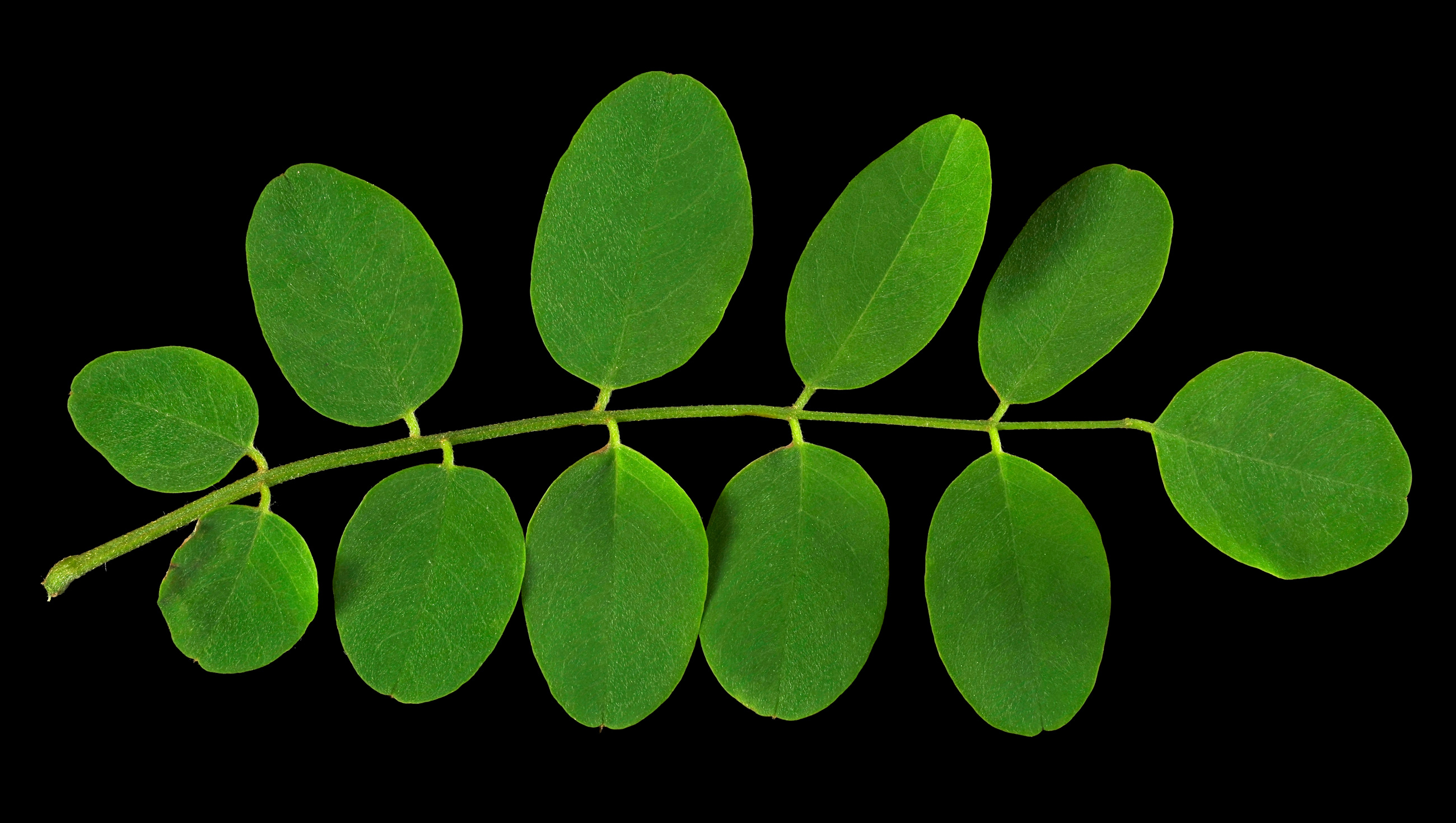 <ul><li><p>robinia pseudoacacia</p></li><li><p>compound</p></li><li><p>alternate </p></li></ul><p></p>