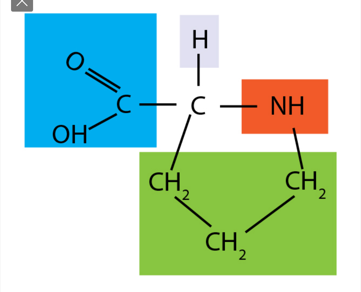 <p>what amino acid</p>
