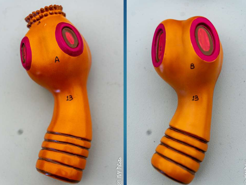 <p>Identify the Phylum &amp; name</p>